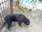 Rott - Rottweiler Dog