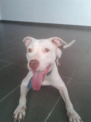 Bobo - American Staffordshire Terrier Dog