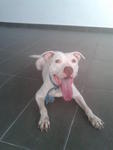 Bobo - American Staffordshire Terrier Dog