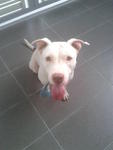 Bobo - American Staffordshire Terrier Dog