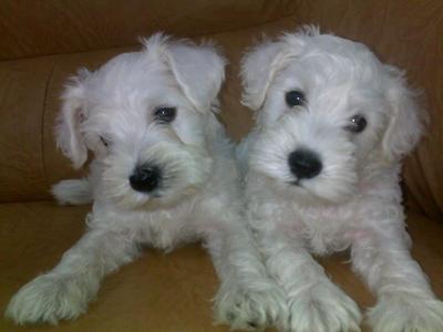 White Schnauzer - Schnauzer Dog