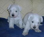 White Schnauzer - Schnauzer Dog