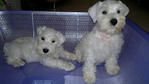 White Schnauzer - Schnauzer Dog