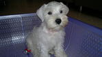 White Schnauzer - Schnauzer Dog