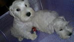 White Schnauzer - Schnauzer Dog