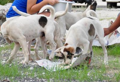 Whiskey, Vodka, Brandy, Bailey - Mixed Breed Dog