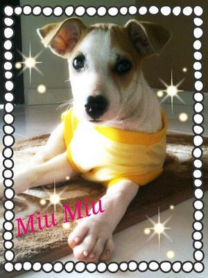 Miu Miu  - Mixed Breed Dog