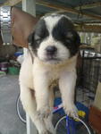 Mix Retriever + Husky - Retriever + Siberian Husky Dog