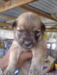 Mix Retriever + Husky - Retriever + Siberian Husky Dog