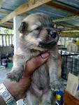 Mix Retriever + Husky - Retriever + Siberian Husky Dog