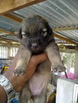 Mix Retriever + Husky - Retriever + Siberian Husky Dog