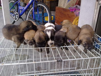 Mix Retriever + Husky - Retriever + Siberian Husky Dog