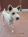 Queen - Terrier Mix Dog