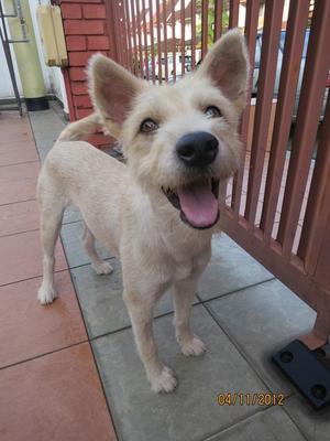 Queen - Terrier Mix Dog