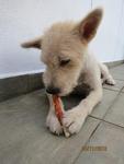 Queen - Terrier Mix Dog