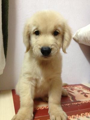 PF36297 - Golden Retriever Dog