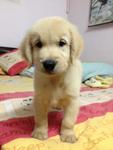 PF36297 - Golden Retriever Dog