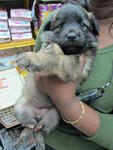 Mayo 2 Pups - Mixed Breed Dog