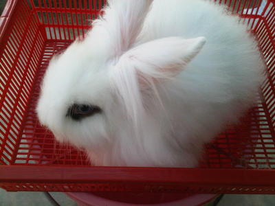 Lion Head Mix Ea For Sale - Angora Rabbit + Lionhead Rabbit