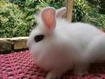 Lion Head Mix Ea For Sale - Angora Rabbit + Lionhead Rabbit