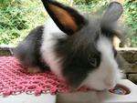 Lion Head Mix Ea For Sale - Angora Rabbit + Lionhead Rabbit