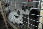 Lion Head Mix Ea For Sale - Angora Rabbit + Lionhead Rabbit