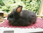 Lion Head Mix Ea For Sale - Angora Rabbit + Lionhead Rabbit