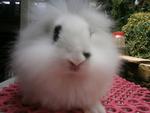 Lion Head Mix Ea For Sale - Angora Rabbit + Lionhead Rabbit