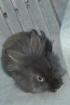 Lion Head Mix Ea For Sale - Angora Rabbit + Lionhead Rabbit