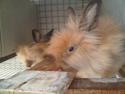 Teddy Buck 9 Month For Sale - Angora Rabbit Rabbit