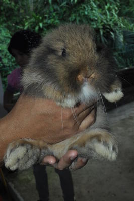 Anggora Buck - Angora Rabbit Rabbit