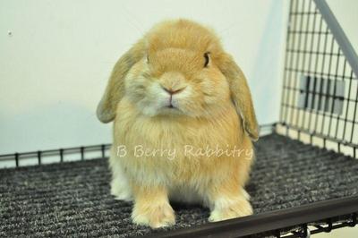 Holland Lop - Orange  - Holland Lop Rabbit