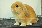 Holland Lop - Orange  - Holland Lop Rabbit