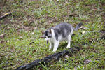 Smokey - Domestic Medium Hair Cat