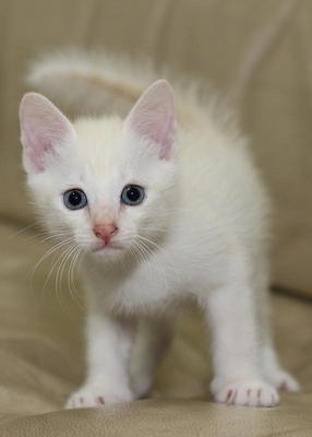 Kittens For Adoption - Domestic Medium Hair Cat