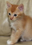 Kittens For Adoption - Domestic Medium Hair Cat