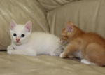 Kittens For Adoption - Domestic Medium Hair Cat