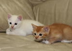 Kittens For Adoption - Domestic Medium Hair Cat