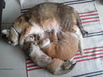 Mother and 2 girls sleeping peacefully...