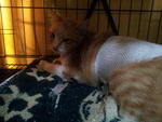 Xiao Huai after surgery-very weak :(