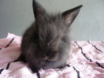 Lionhead Bunny - Lionhead Rabbit