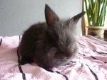 Lionhead Bunny - Lionhead Rabbit