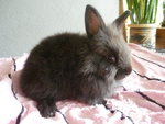 Lionhead Bunny - Lionhead Rabbit