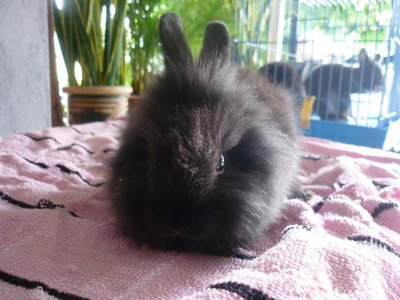 Lionhead Bunny - Lionhead Rabbit