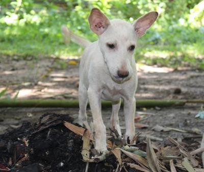 Princess - Mixed Breed Dog