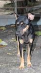 Bobby - German Pinscher Mix Dog