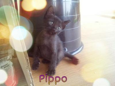 Pippo - Domestic Short Hair Cat