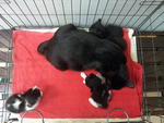 Mama is vey healthy and fat. Photo taken during their first medical check-up.