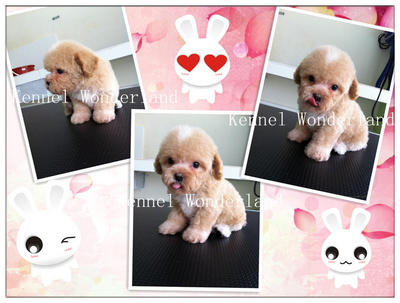 PF36356 - Poodle Dog