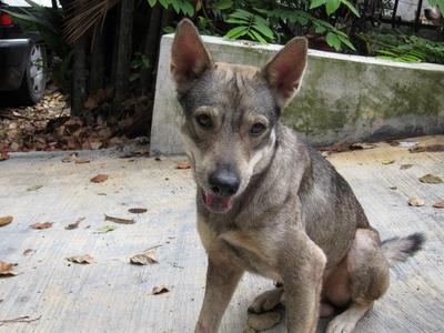 Dingo - Mixed Breed Dog